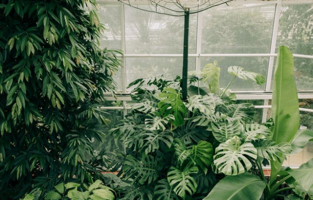 tăiere plante