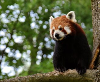 îngrijire panda roșu