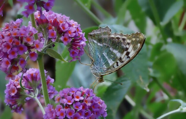 caracteristici Curcanul Alb Imperial