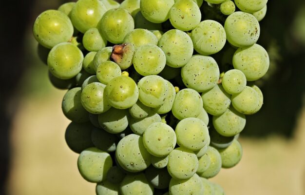 Vița de vie Solaris