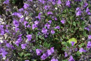 Calamintha baumgarteni