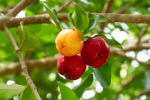 Acerola Cherry
