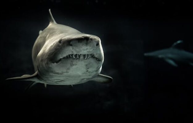 dinte fosil de Otodus sokolovi