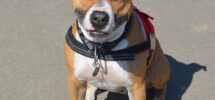 American Staffordshire Terrier