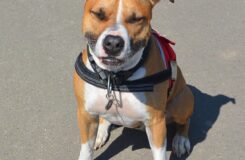 American Staffordshire Terrier
