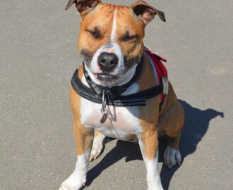 American Staffordshire Terrier