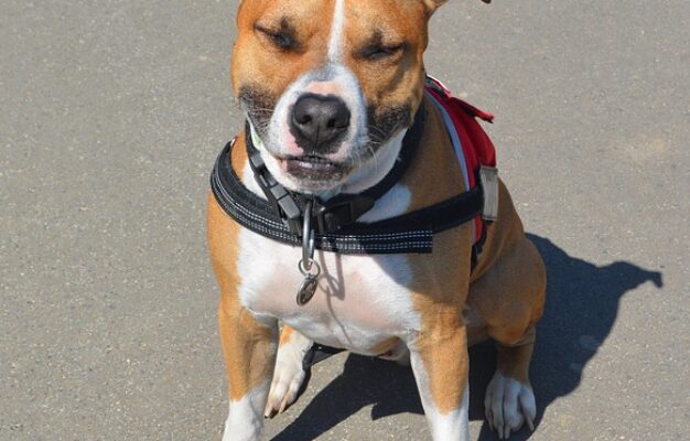 American Staffordshire Terrier