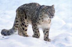 Leopardul de zăpadă