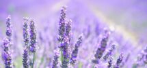 lavanda