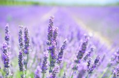 lavanda