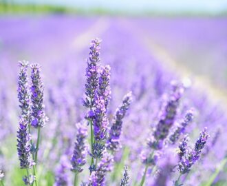 lavanda