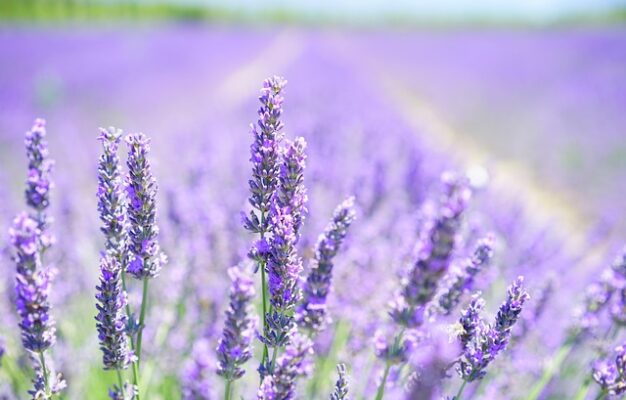 lavanda
